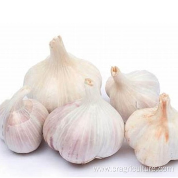 Culinary Red Garlic Price For Sale